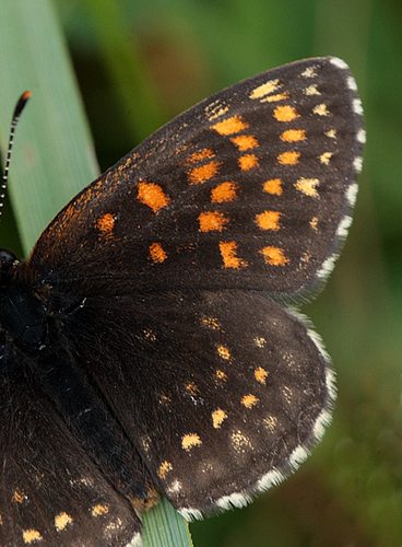 Mørk pletvinge, Melitaea diamina han. Stigsåkra, Lund, Skåne, Sverige. d. 19 juni 2010. Fotograf: Lars Andersen