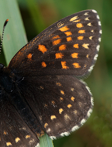 Mørk pletvinge, Melitaea diamina han. Stigsåkra, Lund, Skåne, Sverige. d. 19 juni 2010. Fotograf: Lars Andersen