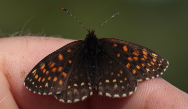 Mørk pletvinge, Melitaea diamina han. Stigsåkra, Lund, Skåne, Sverige. d. 19 juni 2010. Fotograf: Lars Andersen