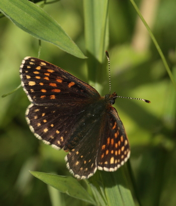 Mørk pletvinge, Melitaea diamina han. Stigsåkra, Lund, Skåne, Sverige. d. 19 juni 2010. Fotograf: Lars Andersen