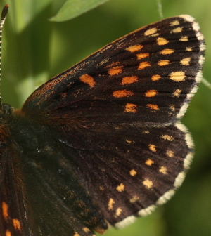 Mrk Pletvinge, Melitaea diamina han. Stigskra, Lund, Skne, Sverige. d. 19 juni 2010. Fotograf: Lars Andersen