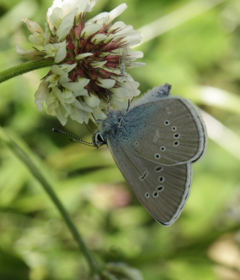 Engblfugl, Cyaniris semiargus han. Hagstorp Nationalpark, Skne. d.  19 juni 2010. Fotograf: Lars Andersen