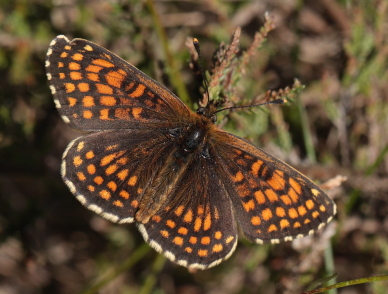 Brun pletvinge, Melitaea athalia Hagtorps, Sandhammaren, Skåne 19 juni 2010. Fotograf: Lars Andersen