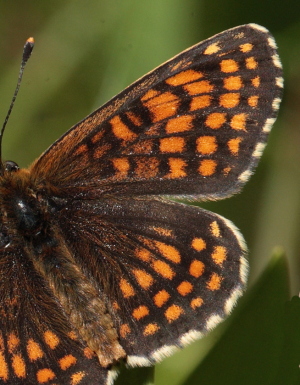 Brun pletvinge, Melitaea athalia han.  Hagtorps, Sandhammaren, Skne 19 juni 2010. Fotograf: Lars Andersen