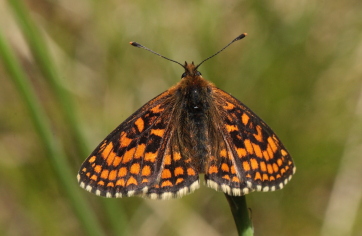 Brun pletvinge, Melitaea athalia Hagtorps, Sandhammaren, Skåne 19 juni 2010. Fotograf: Lars Andersen