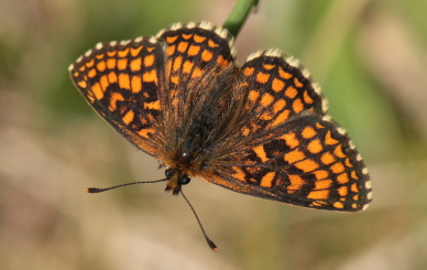 Brun pletvinge, Melitaea athalia Hagtorps, Sandhammaren, Skåne 19 juni 2010. Fotograf: Lars Andersen