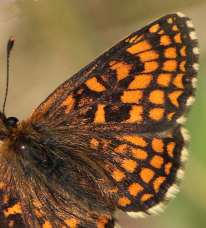 Brun pletvinge, Melitaea athalia han.  Hagtorps, Sandhammaren, Skne 19 juni 2010. Fotograf: Lars Andersen