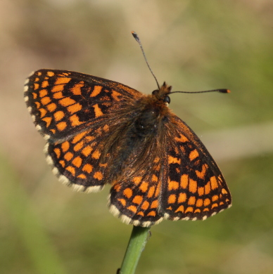 Brun pletvinge, Melitaea athalia Hagtorps, Sandhammaren, Skåne 19 juni 2010. Fotograf: Lars Andersen