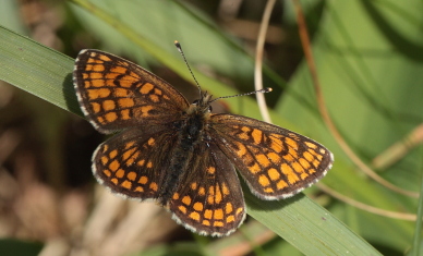 Brun Pletvinge, Melitaea athalia  Hagtorps, Sandhammaren, Skne 19 juni 2010. Fotograf: Lars Andersen