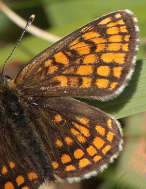Brun pletvinge, Melitaea athalia han. Hagtorps, Sandhammaren, Skåne 19 juni 2010. Fotograf: Lars Andersen