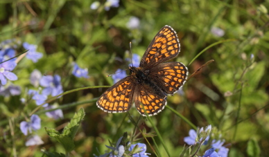 Brun pletvinge, Melitaea athalia Hagtorps, Sandhammaren, Skåne 19 juni 2010. Fotograf: Lars Andersen