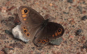 Berggrsfjril, Lasiommata petropolitana. Bckebo, Smland, Sverige. d. 28 Maj 2010. Fotograf: Lars Andersen