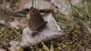 Berggrsfjril, Lasiommata petropolitana. Bckebo, Smland, Sverige. d. 28 Maj 2010. Fotograf: Lars Andersen