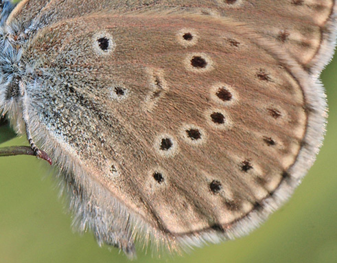 Ensianblåfugl, Maculinea alcon hun. Hunnerödsmossen, Skåne, Sverige d. 3 juli - 2010. Fotograf: Lars Andersen