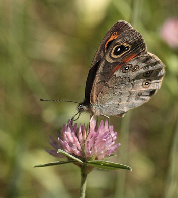 Skovvejrandje, Lasiommata maera (Linnaeus, 1758) hun. Nybro, Smland, Sverige. d. 4 juli 2010. Fotograf: Lars Andersen