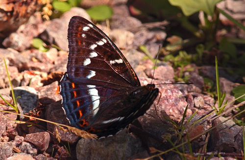 Poppelsommerfugl, Limenitis populi, han. Nybro, Småland, Sverige. d. 4 juli 2010. Fotograf: Lars Andersen