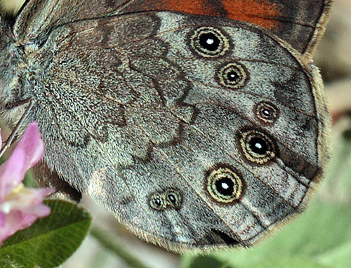 Skovvejrandje, Lasiommata maera (Linnaeus, 1758) hun. Nybro, Smland, Sverige. d. 4 juli 2010. Fotograf: Lars Andersen