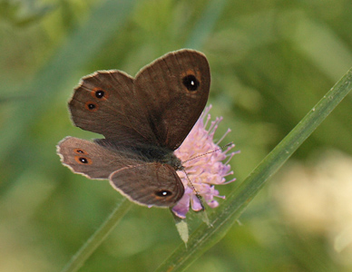 Skovvejrandje, Lasiommata maera (Linnaeus, 1758) han. Nybro, Smland, Sverige. d. 4 juli 2010. Fotograf: Lars Andersen