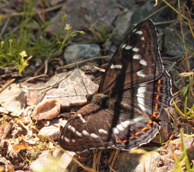 Poppelsommerfugl, Limenitis populi, han. Nybro, Smland, Sverige. d. 4 juli 2010. Fotograf: Lars Andersen