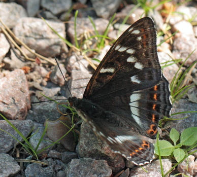 Poppelsommerfugl, Limenitis populi, han. Nybro, Smland, Sverige. d. 4 juli 2010. Fotograf: Lars Andersen