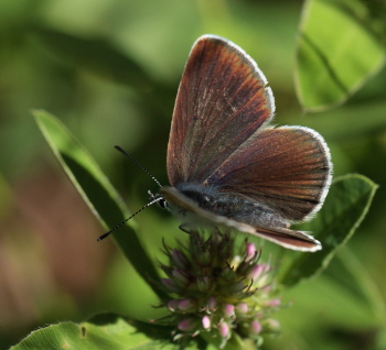 Engblfugl, Cyaniris semiargus hun. Aboda Klint, Smland. d.  4 juli 2010. Fotograf: Lars Andersen