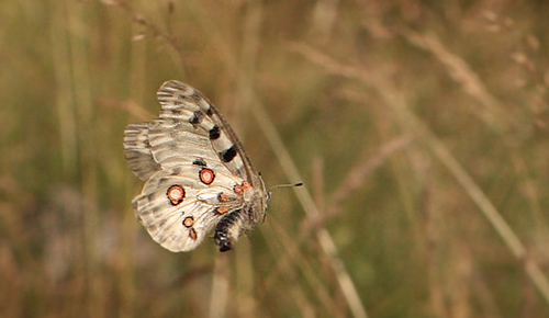 Apollo, Parnassius apollo. Loftahammar, Smland, Sverige. d. 5 July 2010. Photographer; Lars Andersen