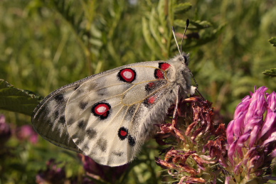 Apollo, Parnassius apollo. Loftahammar, Smland, Sverige. d. 5 July 2010. Photographer; Lars Andersen