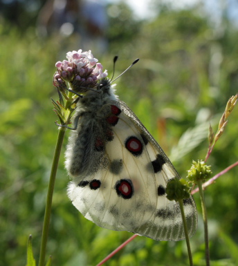 Apollo, Parnassius apollo. Loftahammar, Smland, Sverige. d. 5 July 2010. Photographer; Lars Andersen