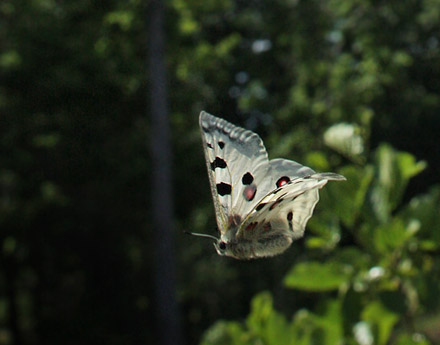 Apollo, Parnassius apollo. Loftahammar, Smland, Sverige. d. 5 July 2010. Photographer; Lars Andersen