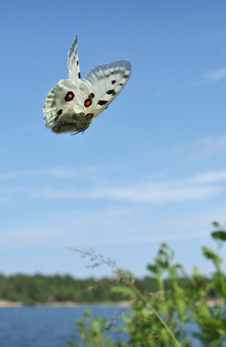 Apollo, Parnassius apollo. Loftahammar, Smland, Sverige. d. 5 July 2010. Photographer; Lars Andersen