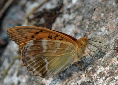Kejserkåbe han Småland, Sverige. d. 10/7 2010. Fotograf: Lars Andersen