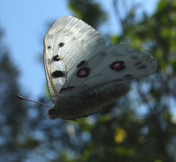 Apollo, Parnassius apollo. Loftahammar, Smland, Sverige. d. 5 July 2010. Photographer; Lars Andersen