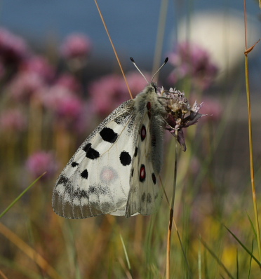 Apollo, Parnassius apollo. Loftahammar, Smland, Sverige. d. 5 July 2010. Photographer; Lars Andersen