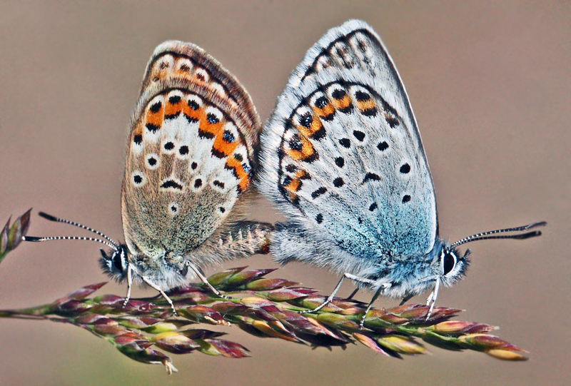 Argusblfugl, Plebejus argus hun. stergtland, Sverige  d. 10 juli 2010. Fotograf: Lars Andersen