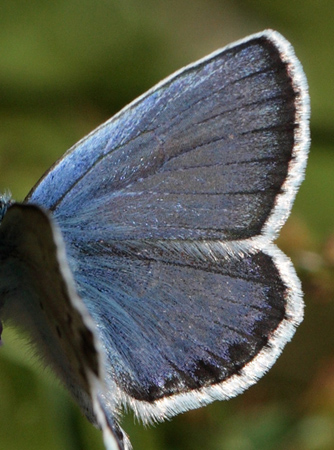 Argus blåfugl, Plebejus argus han. Östergötland, Sverige d. 10 juli 2010. Fotograf: Lars Andersen