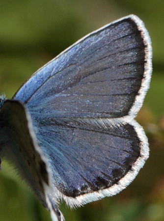 Argus blfugl, Plebejus argus han. stergtland, Sverige  d. 10 juli 2010. Fotograf: Lars Andersen