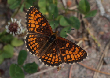 Skogsnätfjäril, Melitaea athalia. Loftahammar, Småland, Sverige. d. 7 Juli 2010. Fotograf: Lars Andersen