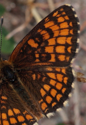 Skogsntfjril, Melitaea athalia han. Loftahammar, Smland, Sverige. d. 7 Juli 2010. Fotograf: Lars Andersen