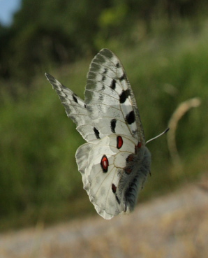 Apollo, Parnassius apollo. Loftahammar, Smland, Sverige. d. 7 July 2010. Photographer; Lars Andersen