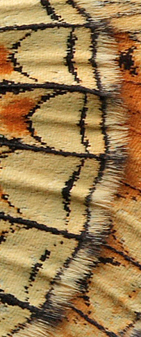 Brun Pletvinge, Melitaea athalia. Loftahammar, Småland, Sverige. d. 8 Juli 2010. Fotograf: Lars Andersen