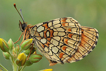 Skogsnätfjäril, Melitaea athalia. Loftahammar, Småland, Sverige. d. 8 Juli 2010. Fotograf: Lars Andersen