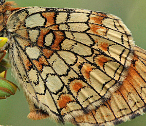 Skogsntfjril, Melitaea athalia. Loftahammar, Smland, Sverige. d. 8 Juli 2010. Fotograf: Lars Andersen