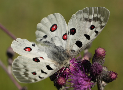 Apollo, Parnassius apollo. Loftahammar, Smland, Sverige. d. 8 July 2010. Photographer; Lars Andersen