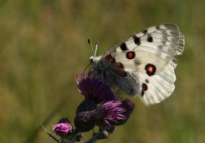 Apollo, Parnassius apollo. Loftahammar, Smland, Sverige. d. 8 July 2010. Photographer; Lars Andersen