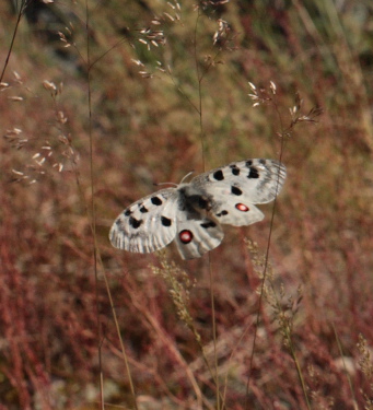 Apollo, Parnassius apollo. Loftahammar, Smland, Sverige. d. 8 July 2010. Photographer; Lars Andersen