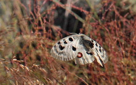 Apollo, Parnassius apollo. Loftahammar, Smland, Sverige. d. 8 July 2010. Photographer; Lars Andersen