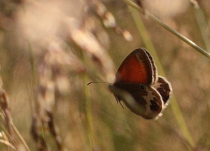 Perlemorrandje, Coenonympha arcania. Loftahammar, Smland, Sverige. d. 9 July 2010. Photographer; Lars Andersen