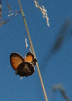 Perlemorrandje, Coenonympha arcania. Loftahammar, Smland, Sverige. d. 9 July 2010. Photographer; Lars Andersen