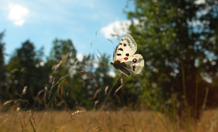 Apollo, Parnassius apollo. Loftahammar, Smland, Sverige. d. 9 July 2010. Photographer; Lars Andersen