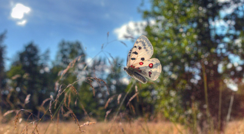 Apollo, Parnassius apollo. Loftahammar, Smland, Sverige. 9 July 2010. Photographer; Lars Andersen